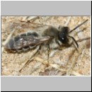 Andrena flavipes - Sandbiene m001b 10mm - Sandgrube Niedringhaussee-det.jpg